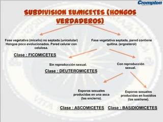 SUBDIVISION EUMICETES (Hongos
                     verdaderos)

Fase vegetativa (micelio) no septada (unicelular)       Fase vegetativa septada, pared contiene
Hongos poco evolucionados. Pared celular con                     quitina. (ergosterol)
                   celulosa.

      Clase : FICOMICETES

                             Sin reproducción sexual.                   Con reproducción
                                                                             sexual.
                          Clase : DEUTEROMICETES



                                                 Esporas sexuales             Esporas sexuales
                                              producidas en una asca       producidas en basidios
                                                   (las encierra).             (las sostiene).

                                     Clase : ASCOMICETES Clase : BASIDIOMICETES
 