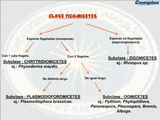 CLASE FICOMICETES



                 Esporas flageladas (zoosporas).                         Esporas no flageladas
                                                                          (esporangiospora).



Con 1 sólo flagelo.                         Con 2 flagelos.
                                                                         Subclase : ZIGOMICETES
Subclase : CHRYTRIDIOMICETES                                                ej.: Rhizopus sp.
   ej.: Physoderma maydis.


                           De distinto largo.          De igual largo.




  Subclase : PLASMODIOFOROMICETES                                   Subclase : OOMICETES
     ej.: Plasmodiophora brassicae.                              ej.: Pythium, Phytophthora,
                                                              Peronospora, Plasmopara, Bremia,
                                                                            Albugo.
 
