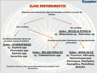 CLASE DEUTEROMICETES
                      Reproducción asexual por esporas llamadas conidios o a través de
                                                 micelio.




               Con conidios.
                                                                             Sin conidios.
                                                                    Orden : MYCELIA STERILIA
                                                               ej.: Rhizoctonia sp., Sclerotium sp.
Conidios producidos dentro de
 picnidios (cuerpo fructífero).                       Conidios producidos libremente o en agrupamientos
                                                                        particulares
Orden : SFAEROPSIDAE
   ej.: Septoria spp
      Phomopsis spp
        Diplodia spp Orden : MELANCONIALES                                  Orden : MONILIALES
      Ascochita spp.  ej.: Colletotrichum spp.                           ej.: Fusarium, Alternaria,
                                                                             Helminthosporium,
                                                                         Cercospora, Drechslera,
                                                                         Aspergillus, Penicillium,
   *Cuando se conoce su fase sexual generalmente se la clasifica como             Botrytis.
                             Ascomicetos
 