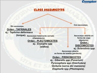 CLASE ASCOMICETES



                                                                         Con ascocarpo.
     Sin ascocarpo.
 Orden : TAFRINALES
ej.: Taphrina deformans
          (torque). Ascocarpo totalmente cerrado                          Ascocarpo abierto en
                          (Cleistotecio).                                    forma de copa
                      Orden : PLECTOMICETES                                    (Apotecio).
                          ej.: Erysiphe spp                                    Orden :
                                 (oidios).                                DISCOMICETES
                                                                         ej.:Sclerotinia spp.
                                                           Ascocarpo abierto
                                                   en forma de botella (peritecio).

                                              Orden : PIRINOMICETES
                                            ej.: Giberella spp (Fusarium)
                                             Pyrenophora spp (Drechslera)
                                             Venturia (sarna del manzano)
                                              Diaphorte spp (Phomopsis).
 