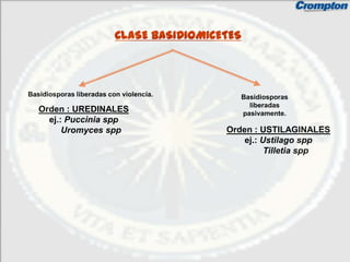 CLASE BASIDIOMICETES



Basidiosporas liberadas con violencia.        Basidiosporas
                                                liberadas
   Orden : UREDINALES                         pasivamente.
     ej.: Puccinia spp
         Uromyces spp                      Orden : USTILAGINALES
                                               ej.: Ustilago spp
                                                     Tilletia spp
 