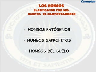 LOS HONGOS
    CLASIFICACION POR SUS
 HABITOS DE COMPORTAMIENTO



• HONGOS PATÓGENOS

• HONGOS SAPROFITOS

• HONGOS DEL SUELO
 