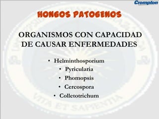 HONGOS PATOGENOS

• .ORGANISMOS CON CAPACIDAD
   DE CAUSAR ENFERMEDADES

       • Helminthosporium
           • Pyricularia
           • Phomopsis
           • Cercospora
         • Colletotrichum
 