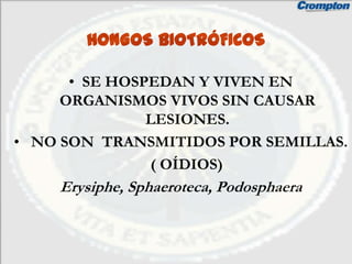 HONGOS BIOTRÓFICOS

      • SE HOSPEDAN Y VIVEN EN
     ORGANISMOS VIVOS SIN CAUSAR
               LESIONES.
• NO SON TRANSMITIDOS POR SEMILLAS.
                ( OÍDIOS)
    Erysiphe, Sphaeroteca, Podosphaera
 