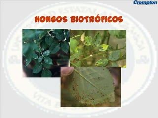 HONGOS BIOTRÓFICOS
 