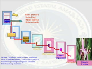 Dominio
     bacteria   procariotas        Reino protista
    Dominio
    Archaea
                                   Reino Funji
    Dominio                        Reino plantae
            Eucariotas
    Eukarya                        Reino animalia




           Reino
           Plantae
                                División
                              Magnoliofitas
                                 (filo)


                                                 Clase
                                              Liliópsidas
                                                               Orden
                                                            Microspermas
                                                                             Familia
Archaea. Organismos procariotas Que usualmente                             Orquidáceas
viven en hábitat Extremos y características genéticas,                                     Género
bioquímicas y fisiológicas singulares, diferentes                                        Cypripedium   Especie
de las bacterias y eucariotas.                                                                         C. acaule
 