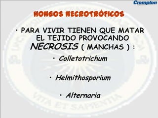 HONGOS NECROTRÓFICOS

• PARA VIVIR TIENEN QUE MATAR
     EL TEJIDO PROVOCANDO
    NECROSIS ( MANCHAS ) :
        • Colletotrichum

       • Helmithosporium

          • Alternaria
 
