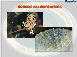 HONGOS NECROTROFICOS
 