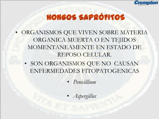 HONGOS SAPRÓFITOS
• ORGANISMOS QUE VIVEN SOBRE MATERIA
      ORGANICA MUERTA O EN TEJIDOS
    MOMENTANEAMENTE EN ESTADO DE
            REPOSO CELULAR.
   • SON ORGANISMOS QUE NO CAUSAN
     ENFERMEDADES FITOPATOGENICAS
              • Penicillium

              • Aspergillus
 