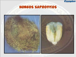 HONGOS SAPROFITOS
 