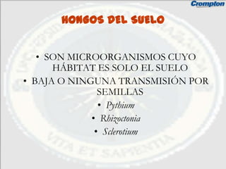 HONGOS DEL SUELO


   • SON MICROORGANISMOS CUYO
      HÁBITAT ES SOLO EL SUELO
• BAJA O NINGUNA TRANSMISIÓN POR
               SEMILLAS
               • Pythium
             • Rhizoctonia
              • Sclerotium
 