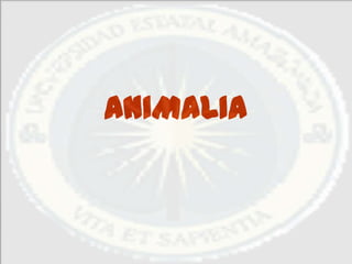 ANIMALIA
 