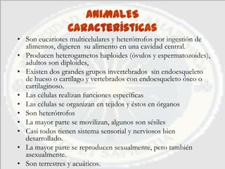 ANIMALES
                Características
• Son eucariotes multicelulares y heterótrofos por ingestión de
  alimentos, digieren su alimento en una cavidad central.
• Producen heterogametos haploides (óvulos y espermatozoides),
  adultos son diploides,
• Existen dos grandes grupos invertebrados sin endoesqueleto
  de hueso o cartílago y vertebrados con endoesqueleto óseo o
  cartilaginoso.
• Las células realizan funciones específicas
• Las células se organizan en tejidos y éstos en órganos
• Son heterótrofos
• La mayor parte se movilizan, algunos son sésiles
• Casi todos tienen sistema sensorial y nerviosos bien
  desarrollado.
• La mayor parte se reproducen sexualmente, pero también
  asexualmente.
• Son terrestres y acuáticos.
 