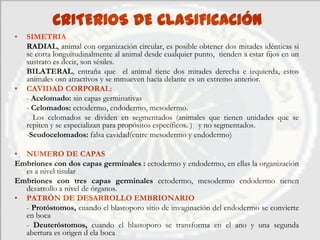 CRITERIOS DE CLASIFICACIÓN
•   SIMETRIA
    RADIAL, animal con organización circular, es posible obtener dos mitades idénticas si
    se corta longuitudinalmente al animal desde cualquier punto, tienden a estar fijos en un
    sustrato es decir, son sésiles.
    BILATERAL, entraña que el animal tiene dos mitades derecha e izquierda, estos
    animales osn atractivos y se mmueven hacia delante es un extremo anterior.
•   CAVIDAD CORPORAL:
    - Acelomado: sin capas germinativas
    - Celomados: ectodermo, endodermo, mesodermo.
      Los celomados se dividen en segmentados (animales que tienen unidades que se
    repiten y se especializan para propósitos específicos. ) y no segmentados.
    -Seudocelomados: falsa cavidad(entre mesodermo y endodermo)

• NUMERO DE CAPAS
Embriones con dos capas germinales : ectodermo y endodermo, en ellas la organización
  es a nivel tisular
Embriones con tres capas germinales ectodermo, mesodermo endodermo tienen
  desarrollo a nivel de órganos.
• PATRÓN DE DESARROLLO EMBRIONARIO
  - Protóstomos, cuando el blastoporo sitio de invaginación del endodermo se convierte
  en boca
  - Deuteróstomos, cuando el blastoporo se transforma en el ano y una segunda
  abertura es origen d ela boca
 