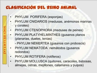 CLASIFICACIÓN DEL REINO ANIMAL
                •   PHYLUM PORIFERA (esponjas)
                •   PHYLUM CNIDARIOS (medusas, anémonas marinas
                    y corales)
INVERTEBRADOS




                •   PHYLUM CTENOPHORA (medusas de peines)
                •   PHYLUM PLATYHELMINTHES (gusanos planos
                    (planarias, duelas, tenias)
                    - PHYLUM NEMERTEA (gusanos con proboscis)
                •   PHYLUM NEMATODA nemátodos (gusanos
                    redondos)
                •   PHYLUM ROTIFERA (rotíferos)
                •   PHYLUM MOLLUSCA (quitones, caracoles, babosas,
                    almejas, ostras, mejillones, calamares y pulpos)
 