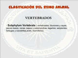CLASIFICACIÓN DEL REINO ANIMAL

                   VERTEBRADOS

- Subphylum Vertebrata ( vertebrados; tiburones y rayas,
peces óseos, ranas, sapos y salamandras, lagartos, serpientes,
tortugas y cocodrilos,aves, mamíferos)
 