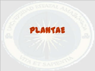 PLANTAE
 