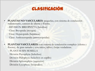 CLASIFICACIÓN

• PLANTAS NO VASCULARES: pequeñas, con sistema de conducción
  rudimentario, carecen de xilema y floema.
  - DIVISIÓN BRIOPHYTA (briofitas)
    Clase: Bryopsida (musgos)
    Clase: Hepatopsida (hepáticas)
    Clase: Anthoceropsida (antocerópsidas)

• PLANTAS VASCULARES: con sistema de conducción complejo (xilema y
  floema), de gran tamaño y con raíces, tallos y hojas verdaderas.
   - PLANTAS SIN SEMILLA
     División Pterophyta (helechos)
     División Psilophyta (helechos en cepillo)
     División Sphenophyta (equisetos)
     Divisiön Lycophyta (licopodios)
 