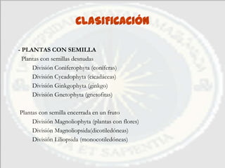 CLASIFICACIÓN

- PLANTAS CON SEMILLA
  Plantas con semillas desnudas
      División Coniferophyta (coníferas)
      División Cycadophyta (cicadáceas)
      División Ginkgophyta (ginkgo)
      División Gnetophyta (gnetofitas)

Plantas con semilla encerrada en un fruto
     División Magnoliophyta (plantas con flores)
     División Magnoliopsida(dicotiledóneas)
     División Liliopsida (monocotiledóneas)
 