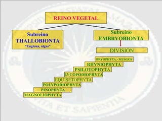 REINO VEGETAL


   Subreino                              Subreino
THALLOBIONTA                          EMBRYOBIONTA
  “Euglena, algas”
                                           DIVISIÓN
                                     BRYOPHYTA.- MUSGOS
                                 RHYNIOPHYTA
                            PSILOTOPHYTA
                        LYCOPODIOPHYTA
                     EQUISETOPHYTA
        POLYPODIOPHYTA
       PINOPHYTA
  MAGNOLIOPHYTA
 
