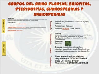 GRUPOS DEL REINO PLANTAE; Briofitas,
                     pteridofitas, gimnospermas y
                            angiospermas
                •BRIOFITAS
                Más de 14000sp de musgos, plantas primitivas casi todas terrestres, necesitan mucha humedad pero aún así se adaptan a rocas,
                troncos, tocones de madera, cubiertas asfálticas, turberas, pantanos y ríos. Se divide en tres clases
                                                                                                                                               •
NO VASCULARES




                                                                                                                                                   Hepáticas (tipo talosa, forma de higado),
                •PTERIDOFITAS
                Grupos vegetales criptogámicos (sin flores, ni semillas), vasculares (vasos conductores de sabia).                                 foliosa.
                •GIMNOSPERMAS semilla desnuda, sin flor, vasculares, semilla dispuesta en escamas, organizadas en conos,
                                                                                                                                               •   Antocerotas (talosas)
                procede de los helechos del devónico, tallos leñosos, arbustivos, herbáceos.
                                                                                                                                               •   Briofitas Musgos clase musci
                •ANGIOSPERMAS, plantas con flor


                                                                                                                                               •   helechos
                                                                                                                                               •   Licopodios , órganos productores de esporas, cuando los
                                                                                                                                                   hay, se forman en la base del haz de las hojas.
                                                                                                                                                   Clasificación científica: los licopodios forman el filo
                                                                                                                                                   Lycopodiophyta
                                                                                                                                               •   Selaginelas
                                                                                                                                               •   Equisetos
  VASCULARES




                                                                                                                                                   Grupos: cicadófitos, ginkgofitos,
                                                                                                                                                   pinofitas o coníferas, gnetofitos (rastrera,
                                                                                                                                                   trepadora) antepasado de planta con flor.

                                                                                                                                               •   Clase Magnoliopsidas, división
                                                                                                                                                   magnoliophyta DICOTILEDONEAS
                                                                                                                                               •   Clase Liliopsidas, división
                                                                                                                                                   Magnoliofitos MONOCOTILEDONEAS
 