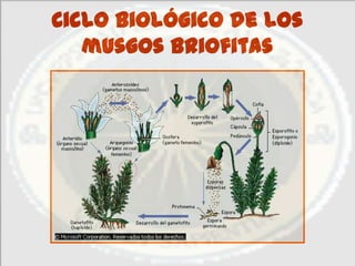 Ciclo biológico de los
   musgos Briofitas
 