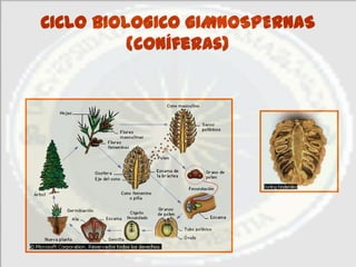 CICLO BIOLOGICO GIMNOSPERNAS
          (coníferas)
 