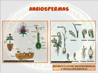 ANGIOSPERMAS




       DIFERENCIA ENTRE DICOTILEDONEAS
             Y MONOCOTILEDONEAS
 