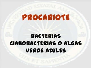 PROCARIOTE

      BACTERIAS
CIANOBACTERIAS O ALGAS
     VERDE AZULES
 