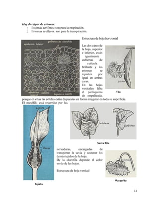 11
Margarita
Tilo
Santa Rita
Espata
Hay dos tipos de estomas:
 Estomas aeríferos: son para la respiración.
 Estomas acuíferos: son para la transpiración.
Estructura de hoja horizontal
Las dos caras de
la hoja, superior
e inferior, están
igualmente
cubiertas de
cutícula
brillante y los
estomas se
reparten por
igual en ambas
caras.
En las hojas
verticales falta
el parénquima
de empalizada,
porque en ellas las células están dispuestas en forma irregular en toda su superficie.
El mesófilo está recorrido por las
nervaduras, encargadas de
transportar la savia y sostener los
demás tejidos de la hoja.
De la clorofila depende el color
verde de las hojas.
Estructura de hoja vertical
 