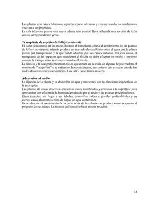 18
Las plantas con raíces tuberosas soportan épocas adversas y crecen cuando las condiciones
vuelven a ser propicias.
La raíz tuberosa genera una nueva planta sólo cuando lleva adherida una sección de tallo
con su correspondiente yema.
Transplante de especies de follaje persistente
El daño ocasionado en las raíces durante el transplante afecta al crecimiento de las plantas
de follaje persistente; además produce un marcado desequilibrio entre el agua que la planta
pierde por transpiración y la que puede adsorber por sus raíces dañadas. Por esta causa, el
transplante de las especies que mantienen el follaje se debe efectuar en otoño o invierno
cuando la transpiración se reduce considerablemente.
La frutilla y la saxígrafa presentan tallos que crecen en la axila de algunas hojas; reciben el
nombre de “latiguillos” y se extienden horizontalmente; en contacto con el suelo uno de los
nudos desarrolla raíces adventicias. Los tallos conectantes mueren
Adaptación al medio
La fijación de la planta y la absorción de agua y nutrientes son las funciones especificas de
la raíz típica.
Las plantas de zonas desérticas presentan raíces ramificadas y cercanas a la superficie para
aprovechar con eficiencia la humedad producida por el rocío y las escasas precipitaciones.
Otras especies, sin llegar a ser árboles, desarrollan raíces a grandes profundidades y en
ciertos casos alcanzan la zona de napas de agua subterránea.
Generalmente el crecimiento de la parte aérea de las plantas se produce como respuesta al
progreso de sus raíces. La técnica del bonsái se basa en esta relación.
 