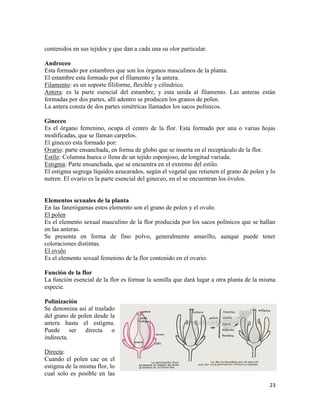 23
contenidos en sus tejidos y que dan a cada una su olor particular.
Androceo
Esta formado por estambres que son los órganos masculinos de la planta.
El estambre esta formado por el filamento y la antera.
Filamento: es un soporte filiforme, flexible y cilíndrico.
Antera: es la parte esencial del estambre, y esta unida al filamento. Las anteras están
formadas por dos partes, allí adentro se producen los granos de polen.
La antera consta de dos partes simétricas llamados los sacos polínicos.
Gineceo
Es el órgano femenino, ocupa el centro de la flor. Esta formado por una o varias hojas
modificadas, que se llaman carpelos.
El gineceo esta formado por:
Ovario: parte ensanchada, en forma de globo que se inserta en el receptáculo de la flor.
Estilo: Columna hueca o llena de un tejido esponjoso, de longitud variada.
Estigma: Parte ensanchada, que se encuentra en el extremo del estilo.
El estigma segrega líquidos azucarados, según el vegetal que retienen el grano de polen y lo
nutren. El ovario es la parte esencial del gineceo, en el se encuentran los óvulos.
Elementos sexuales de la planta
En las fanerógamas estos elemento son el grano de polen y el ovulo.
El polen
Es el elemento sexual masculino de la flor producida por los sacos polínicos que se hallan
en las anteras.
Se presenta en forma de fino polvo, generalmente amarillo, aunque puede tener
coloraciones distintas.
El ovulo
Es el elemento sexual femenino de la flor contenido en el ovario.
Función de la flor
La función esencial de la flor es formar la semilla que dará lugar a otra planta de la misma
especie.
Polinización
Se denomina así al traslado
del grano de polen desde la
antera hasta el estigma.
Puede ser directa o
indirecta.
Directa:
Cuando el polen cae en el
estigma de la misma flor, lo
cual solo es posible en las
 