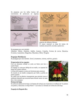 30
Se preparan con los tallos tiernos del
crecimiento de primavera en algunas
especies de arbustos leñosos.
El mejor material se elige de ramas de
mediano desarrollo crecidas a plena luz.
Se propagan por este método:
Abutilon, Abelia, Abutilon, Adelfa, Azarero, Camelia, Corona de novia, Deustzia,
Evonimo, Laurentino, Magnolias, Muerdazo, Mirto, Weigela.
Esquejes Herbáceos
Se propagan por este método: clavel, crisantemo, cretona, malvón, geranio.
Preparación de los esquejes
Con un elemento afilado se corta un brote con tres o
cuatro hojas
El esqueje se corta por debajo de un nudo y se separan las
hojas de la parte inferior.
La base del esqueje se unta con hormona para enraizar.
Se inserta en un medio compuesto por turba y perlita en
partes iguales.
Se cubre con un plástico transparente que permite crear el
ambiente húmedo que necesita hasta formas raíces en unas
dos o tres semanas.
Estaca de hoja
Se utiliza la lámina de la hoja o la lamina de la hoja con el pecíolo (ver dibujo de “La planta
sus partes y funciones: la hoja Parte I”. Las raíces se forman en la base de esta hoja.
Esquejes de Begonia Rex
 