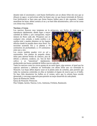 33
durante todo el crecimiento y será bueno fertilizarlos con un abono foliar (de esos que se
diluyen en agua y se pulverizan sobre las hojas) una vez que hayan terminado de florecer.
Esta fertilización se hace para que forme buenos bulbos para el año siguiente. Cuando
amarillean las hojas, deben cortarse al ras y no hará falta desenterrarlos, salvo en las zonas
con climas muy extremos.
Narcisos y Crocus
Los narcisos florecen muy temprano en la primavera, son fáciles de cultivar y se
reproducen rápidamente, dando lugar a mayor
cantidad de bulbos y por consiguiente, mayor
número de flores cada año. Prosperan casi en
cualquier sitio, soleado, a media sombra o en
sombra total y pueden plantarse en los lugares
difíciles donde no puedan darse otras flores. No
necesitan acumular frío y se plantan a 10
centímetros de profundidad y a 10 centímetros
entre uno y otro.
Los crocus también pueden vivir en sol o
semisombra. Son plantas de pequeña altura,
útiles para adornar bordes de canteros, pies de
árboles y arbustos, senderos, etc. Son de fácil
cultivo y se “naturalizan” rápidamente,
produciendo una buena cantidad de bulbos nuevos cada año.
Tanto los narcisos como los crocus gustan de un suelo ligero, algo arenoso, al igual que las
especies anteriores y deberían ser fertilizadas con abono foliar una vez terminada la
floración. Las hojas deben dejarse secar en la planta antes de cortarlas, para permitir que
todas las sustancias contenidas en ellas se trasladen al órgano de reserva que es el bulbo.
No hace falta desenterrar los bulbos en el verano, salvo que la colonia haya crecido
demasiado y convenga espaciarla para permitir un mejor desarrollo de cada planta.
Época de Plantación: Otoño
Época de Floración: Primavera
Para Tulipán, Jacinto, Narciso, Lirio, Anémona, Fritilaria, Ranúnculo.
 