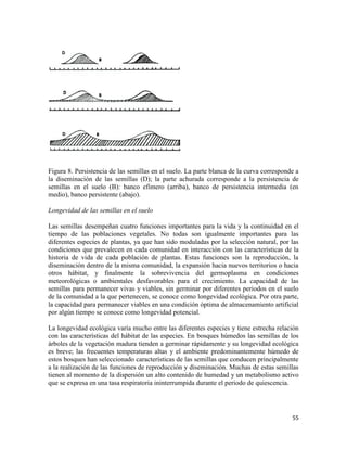 55
Figura 8. Persistencia de las semillas en el suelo. La parte blanca de la curva corresponde a
la diseminación de las semillas (D); la parte achurada corresponde a la persistencia de
semillas en el suelo (B): banco efímero (arriba), banco de persistencia intermedia (en
medio), banco persistente (abajo).
Longevidad de las semillas en el suelo
Las semillas desempeñan cuatro funciones importantes para la vida y la continuidad en el
tiempo de las poblaciones vegetales. No todas son igualmente importantes para las
diferentes especies de plantas, ya que han sido moduladas por la selección natural, por las
condiciones que prevalecen en cada comunidad en interacción con las características de la
historia de vida de cada población de plantas. Estas funciones son la reproducción, la
diseminación dentro de la misma comunidad, la expansión hacia nuevos territorios o hacia
otros hábitat, y finalmente la sobrevivencia del germoplasma en condiciones
meteorológicas o ambientales desfavorables para el crecimiento. La capacidad de las
semillas para permanecer vivas y viables, sin germinar por diferentes periodos en el suelo
de la comunidad a la que pertenecen, se conoce como longevidad ecológica. Por otra parte,
la capacidad para permanecer viables en una condición óptima de almacenamiento artificial
por algún tiempo se conoce como longevidad potencial.
La longevidad ecológica varía mucho entre las diferentes especies y tiene estrecha relación
con las características del hábitat de las especies. En bosques húmedos las semillas de los
árboles de la vegetación madura tienden a germinar rápidamente y su longevidad ecológica
es breve; las frecuentes temperaturas altas y el ambiente predominantemente húmedo de
estos bosques han seleccionado características de las semillas que conducen principalmente
a la realización de las funciones de reproducción y diseminación. Muchas de estas semillas
tienen al momento de la dispersión un alto contenido de humedad y un metabolismo activo
que se expresa en una tasa respiratoria ininterrumpida durante el periodo de quiescencia.
 