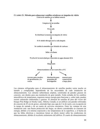 80
CUADRO 21. Método para almacenar semillas ortodoxas en ámpulas de vidrio
Las cámaras refrigeradas para el almacenamiento de semillas pueden variar mucho en
tamaño y complejidad, dependiendo de las necesidades de cada instalación de
almacenamiento. Las cámaras subterráneas amplias, construidas de paredes gruesas de
concreto, son ideales para una instalación de gran tamaño. Están aisladas de los cambios
atmosféricos de temperatura, requieren menos energía para funcionar y, sobre todo, pueden
resistir catástrofes ambientales o guerras. El almacén de semillas de pino del vivero del
bosque Pine Ridge en Smoky Lake, Alberta, Canadá, es un edificio con paredes reforzadas
de concreto de 43 cm de grosor, enterrado bajo una capa de 2 m de suelo, con excepción de
la rampa de entrada y de un cuarto de servicios mecánicos. Entre las ventajas de esta
instalación está: una buena protección del fuego; un ahorro considerable en consumo de
energía, debido a la mínima exposición a las temperaturas de la superficie, y el hecho de
que las fallas eléctricas y mecánicas tienen un efecto menor sobre las condiciones de
almacenamiento, debido al excelente aislamiento del edificio. El cuarto de almacenamiento
 