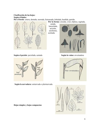 9
Clasificación de las hojas:
Según el limbo:
Por el borde: entera, dentada, aserrada, festoneada, lobulada, hendida, partida.
Por la forma: circular, oval, elíptica, sagitada,
astada,
lanceolada,
acicular,
ensiforme,
acintada.
Según el pecíolo: peciolada, sentada Según la vaina: envainadora
Según la nervadura: uninervada o plurinervada.
Hojas simples y hojas compuestas
 