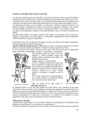 91
Fragmento de Fucus Vesiculoso
Epirogiras (en la conjugación)
Talofttas con clorofila; algas caracteres generales
Las algas son vegetales provistos de clorofila y por lo tanto autótrofos, es decir, capaces de elaborar
su propio alimento a expensas de las materias inorgánicas que encuentran en el medio en que viven.
La clorofila existe sólo en las algas verdes, pero a menudo está disimulada por otros pigmentos que
comunican a las algas ciertas coloraciones características. Se ven pues algas rojas, pardas y azules.
La estructura de las algas es muy sencilla y su forma muy variada. En general consisten en un
filamento simple o ramificado; sin embargo existen formas aplanadas o foliáceas, y las especies
más evolucionadas se parecen, por su exterior, a vegetales cormofitas, o sea con tallos y hojas.
Las algas viven en agua dulce o salada, o en un suelo húmedo; a veces se ven sobre la corteza de los
árboles.
Un gran número habita en los mares, donde los talos están a veces libres o fijos en las rocas.
Algunas se desarrollan en el fondo fangoso y otras quedan suspendidas provistas de flotadores.
También abundan las especien de agua dulce.
La dimensión varía con las especies, entre algunos micrones que miden ciertas algas unicelulares y
centenares de metros que tiene el Macrocystis.
Tipo de estudio de un alga morena: el fuco (fucus) Los fucos son plantas marinas que viven fijos
sobre las rocas que emergen en la bajamar. Abundan en ciertas costas del mar Caribe.
Un fuco consta de un pie sólido, en forma de disco, que se fija sobre la roca; de él se desprenden
cintas ramificadas aterciopeladas, morenas o amarillentas y translúcidas.
Una nervadura central las recorre en toda su
longitud; a trechos presentan vejigas que
estallan cuando se oprimen con los dedos: son
flotadores llenos de aire.
Aparato vegetativo: un talo acintado.
El fuco se alimenta absorbiendo materias por
toda su superficie a expensas del agua que lo
baña: merced a la clorofila (disfrazada bajo el
pigmento moreno) asimila el carbono del gas
carbónico disuelto en el agua. Ningún
alimento le suministra el soporte en que va
fijada.
Por su parte vegetativa no puede distinguirse
raíz, ni tallo, ni hojas; en su estructura interior
no se encuentran vasos conductores.
Tipo de estudio de un alga verde: la
espirogira (Spirogyra).
La espirogira forma a veces una capa brillante de verde intenso en la superficie de las aguas
estancadas. Al tacto se siente viscosa y gelatinosa. Al observarla atentamente con microscopio, nos
damos cuenta de que está constituida por filamentos orillantes que flotan en el agua. En día de sol
notaremos además que forma numerosas burbujas: al recoger ese gas podremos comprobar que es
oxígeno, desprendido de la planta por la fotosíntesis. La clorofila no se encuentra en forma
granulada en cada célula, sino que constituye una cinta envuelta en espiral.
Aplicaciones de las algas
Actualmente las algas aunque son tan variadas y numerosas, tienen aplicación en la industria, en la
medicina en la alimentación, en cosméticos, en la agricultura etc.
Se pueden mencionar: las diatomeas, de valvas silíceas, que forman el Trípoli o polvo de diatomea
 