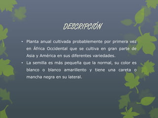 • Planta anual cultivada probablemente por primera vez
  en África Occidental que se cultiva en gran parte de
  Asia y América en sus diferentes variedades.
• La semilla es más pequeña que la normal, su color es
  blanco o blanco amarillento y tiene una careta o
  mancha negra en su lateral.
 