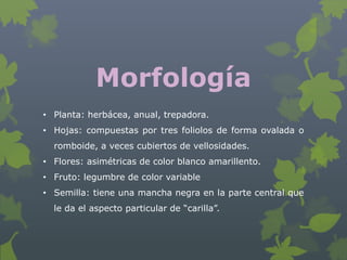 Morfología
• Planta: herbácea, anual, trepadora.
• Hojas: compuestas por tres foliolos de forma ovalada o
  romboide, a veces cubiertos de vellosidades.
• Flores: asimétricas de color blanco amarillento.
• Fruto: legumbre de color variable
• Semilla: tiene una mancha negra en la parte central que
  le da el aspecto particular de “carilla”.
 