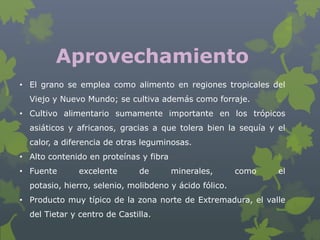 Aprovechamiento
• El grano se emplea como alimento en regiones tropicales del
  Viejo y Nuevo Mundo; se cultiva además como forraje.
• Cultivo alimentario sumamente importante en los trópicos
  asiáticos y africanos, gracias a que tolera bien la sequía y el
  calor, a diferencia de otras leguminosas.
• Alto contenido en proteínas y fibra
• Fuente       excelente      de        minerales,      como   el
  potasio, hierro, selenio, molibdeno y ácido fólico.
• Producto muy típico de la zona norte de Extremadura, el valle
  del Tietar y centro de Castilla.
 