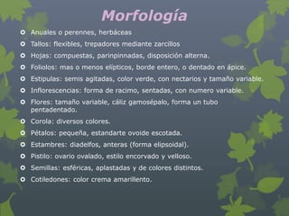 Morfología
 Anuales o perennes, herbáceas
 Tallos: flexibles, trepadores mediante zarcillos
 Hojas: compuestas, parinpinnadas, disposición alterna.
 Foliolos: mas o menos elípticos, borde entero, o dentado en ápice.
 Estipulas: semis agitadas, color verde, con nectarios y tamaño variable.
 Inflorescencias: forma de racimo, sentadas, con numero variable.
 Flores: tamaño variable, cáliz gamosépalo, forma un tubo
  pentadentado.
 Corola: diversos colores.
 Pétalos: pequeña, estandarte ovoide escotada.
 Estambres: diadelfos, anteras (forma elipsoidal).
 Pistilo: ovario ovalado, estilo encorvado y velloso.
 Semillas: esféricas, aplastadas y de colores distintos.
 Cotiledones: color crema amarillento.
 