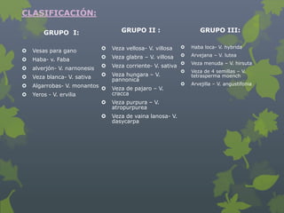 CLASIFICACIÓN:

        GRUPO I:                     GRUPO II :                      GRUPO III:

                                 Veza vellosa- V. villosa       Haba loca- V. hybrida
   Vesas para gano
                                 Veza glabra – V. villosa       Arvejana – V. lutea
   Haba- v. Faba
                                                                 Veza menuda – V. hirsuta
   alverjón- V. narnonesis      Veza corriente- V. sativa
                                                                 Veza de 4 semillas – V.
   Veza blanca- V. sativa       Veza hungara – V.               tetrasperma moench
                                  pannonica
   Algarrobas- V. monantos                                     Arvejilla – V. angustifonia
                                  Veza de pajaro – V.
   Yeros - V. ervilia            cracca
                                 Veza purpura – V.
                                  atropurpurea
                                 Veza de vaina lanosa- V.
                                  dasycarpa
 