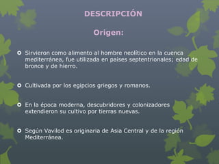 DESCRIPCIÓN

                           Origen:

 Sirvieron como alimento al hombre neolítico en la cuenca
  mediterránea, fue utilizada en países septentrionales; edad de
  bronce y de hierro.


 Cultivada por los egipcios griegos y romanos.


 En la época moderna, descubridores y colonizadores
  extendieron su cultivo por tierras nuevas.


 Según Vavilod es originaria de Asia Central y de la región
  Mediterránea.
 