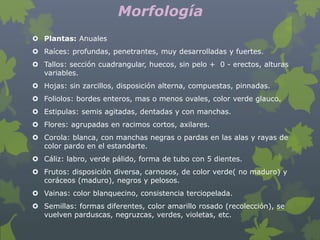 Morfología
 Plantas: Anuales
 Raíces: profundas, penetrantes, muy desarrolladas y fuertes.
 Tallos: sección cuadrangular, huecos, sin pelo + 0 - erectos, alturas
  variables.
 Hojas: sin zarcillos, disposición alterna, compuestas, pinnadas.
 Foliolos: bordes enteros, mas o menos ovales, color verde glauco.
 Estipulas: semis agitadas, dentadas y con manchas.
 Flores: agrupadas en racimos cortos, axilares.
 Corola: blanca, con manchas negras o pardas en las alas y rayas de
  color pardo en el estandarte.
 Cáliz: labro, verde pálido, forma de tubo con 5 dientes.
 Frutos: disposición diversa, carnosos, de color verde( no maduro) y
  coráceos (maduro), negros y pelosos.
 Vainas: color blanquecino, consistencia terciopelada.
 Semillas: formas diferentes, color amarillo rosado (recolección), se
  vuelven parduscas, negruzcas, verdes, violetas, etc.
 