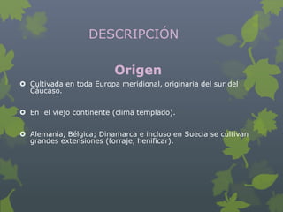 DESCRIPCIÓN

                          Origen
 Cultivada en toda Europa meridional, originaria del sur del
  Cáucaso.


 En el viejo continente (clima templado).


 Alemania, Bélgica; Dinamarca e incluso en Suecia se cultivan
  grandes extensiones (forraje, henificar).
 