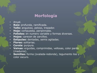 Morfología
•   Anual.
•   Raíz: profunda, ramificada.
•   Tallo: anguloso, peloso, trepador.
•   Hoja: compuesta, paripinnada.
•   Foliolos: en numero variable y formas diversas.
•   Hojas: carecen de zarcillos.
•   Estipulas: dentadas, semis agitadas.
•   Flores: solitarias.
•   Corola: purpura.
•   Vainas: erguidas, comprimidas, vellosas, color pardo
    (maduros).
•   Semillas: forma (ovalada-redonda), tegumento liso y
    color oscuro.
 