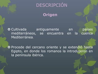 DESCRIPCIÓN

                    Origen


 Cultivada     antiguamente       en      países
  mediterráneos, se encuentra     en la   cuenca
  Mediterránea.


 Procede del cercano oriente y se extendió hasta
  Egipto, en donde los romanos la introdujeron en
  la península ibérica.
 