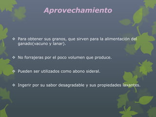 Aprovechamiento


 Para obtener sus granos, que sirven para la alimentación del
  ganado(vacuno y lanar).


 No forrajeras por el poco volumen que produce.


 Pueden ser utilizados como abono sideral.


 Ingerir por su sabor desagradable y sus propiedades laxantes.
 