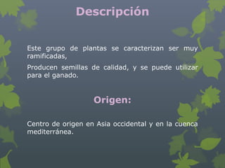 Descripción


Este grupo de plantas se caracterizan ser muy
ramificadas,
Producen semillas de calidad, y se puede utilizar
para el ganado.


                   Origen:

Centro de origen en Asia occidental y en la cuenca
mediterránea.
 